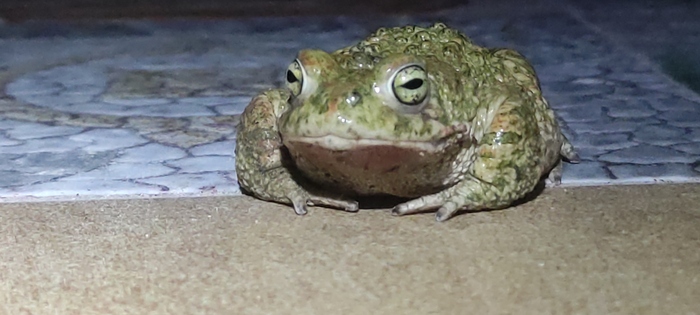 Natterjack Toad