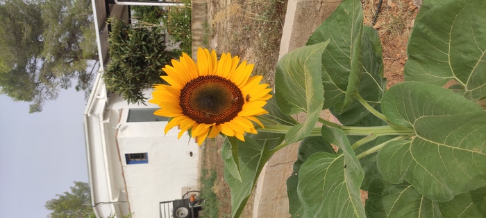 Bees on our Sunflower