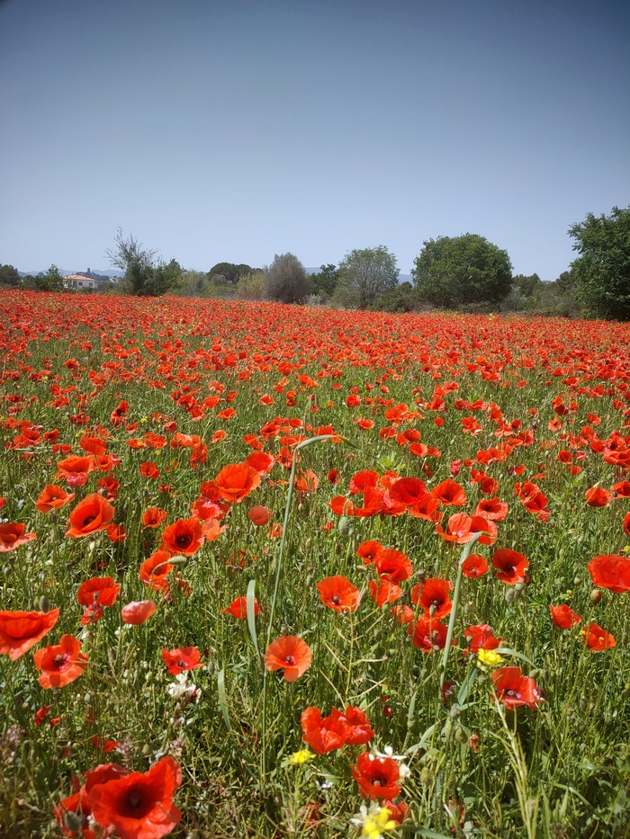 Poppies Montserrat