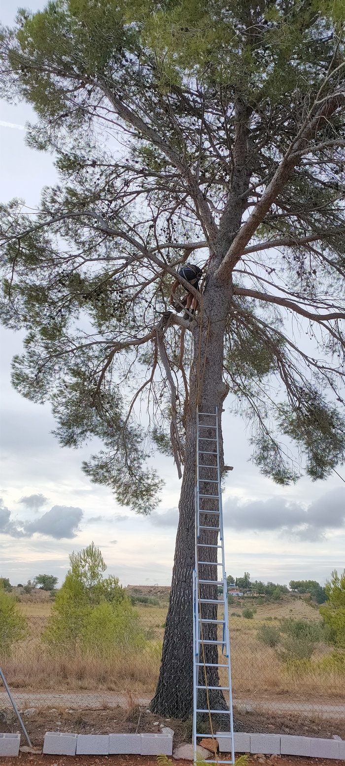 Dave removing the Broken Branch